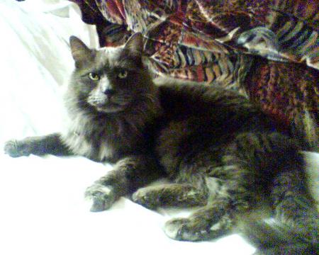mon chat