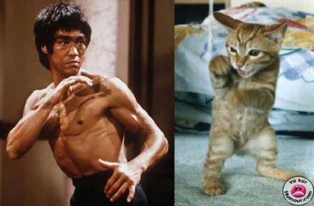 chat lee