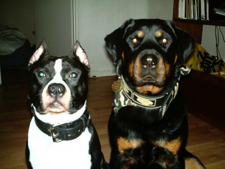 chiens